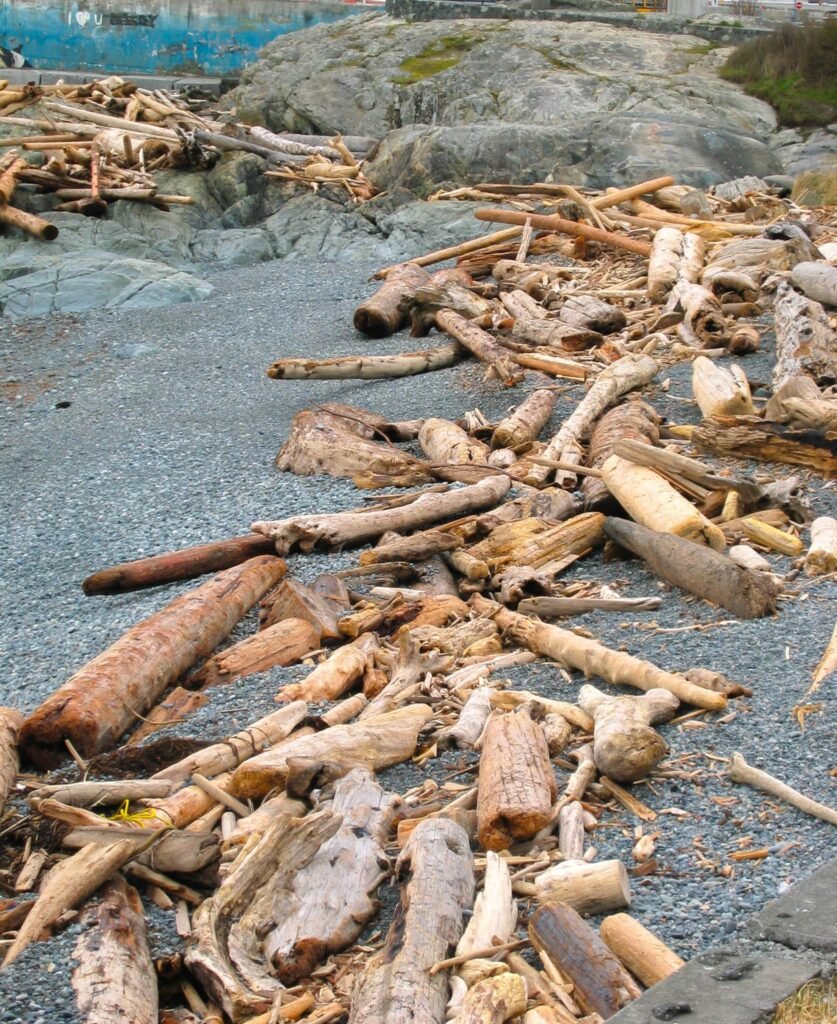 Driftwood on a beach, Victoria BC

