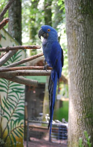 blue parrot