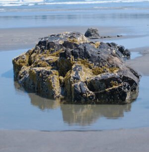 beach rock at low tide