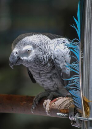 gray parrot
