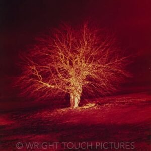 burning bush