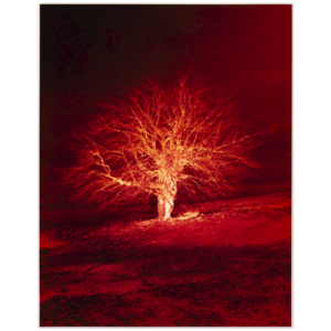 buynow b88e79d1 4685 4c89 b4ce f99e36204679.png