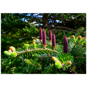 buynow c1284551 6683 486c 8d35 ddab129ce4d0.png