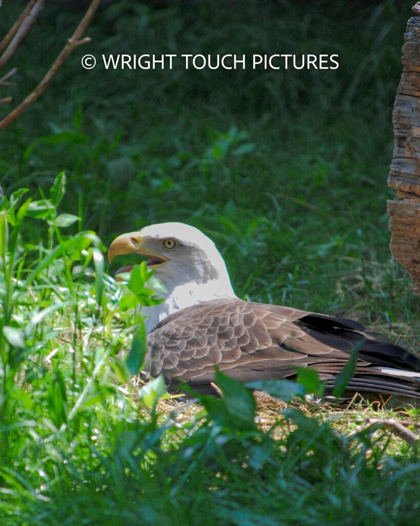 nesting bald eagle wm