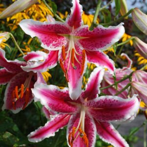Stargazer Lily