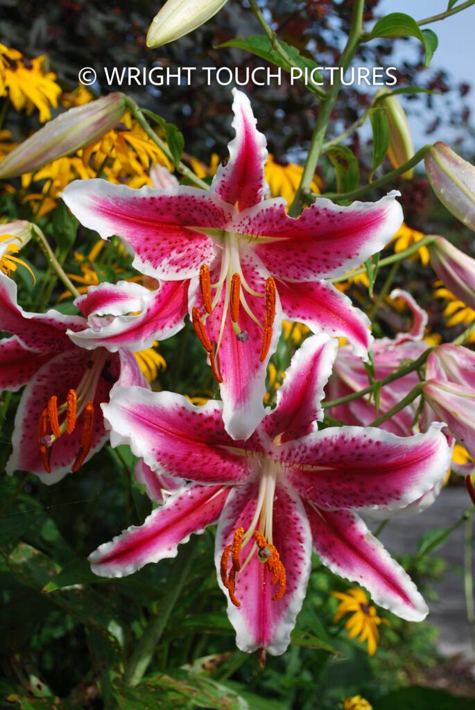 stargazer lilly wm