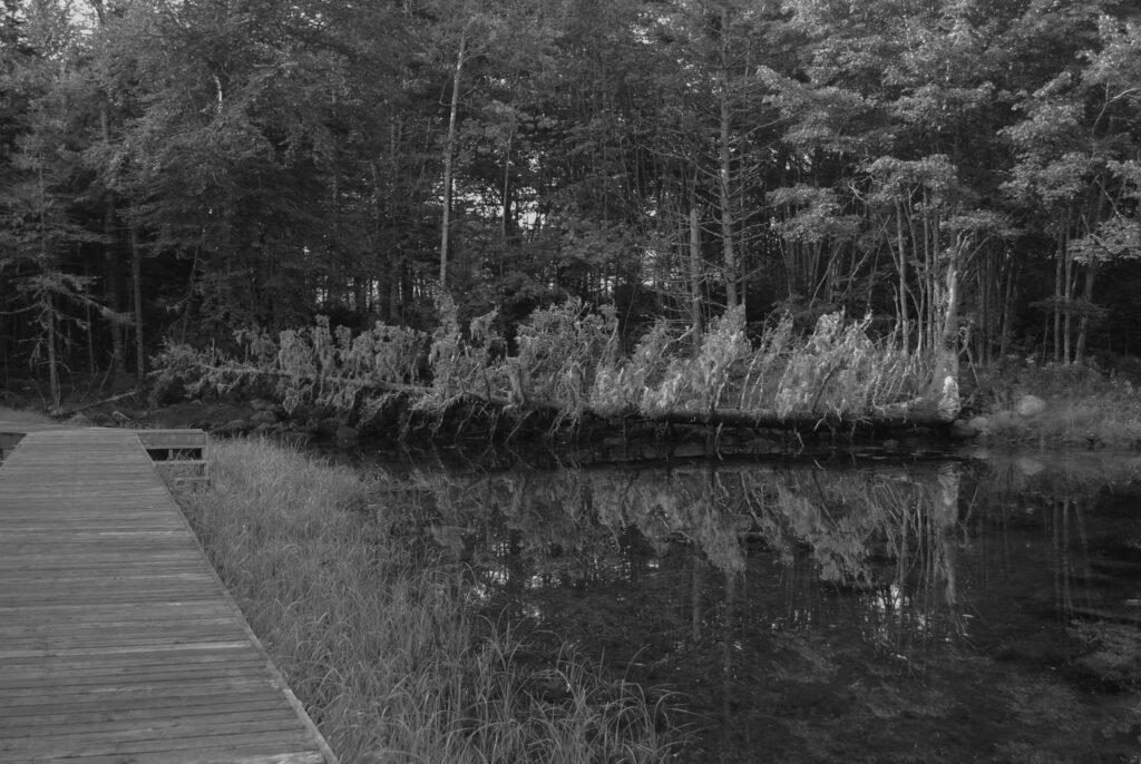 fallen pine b&w