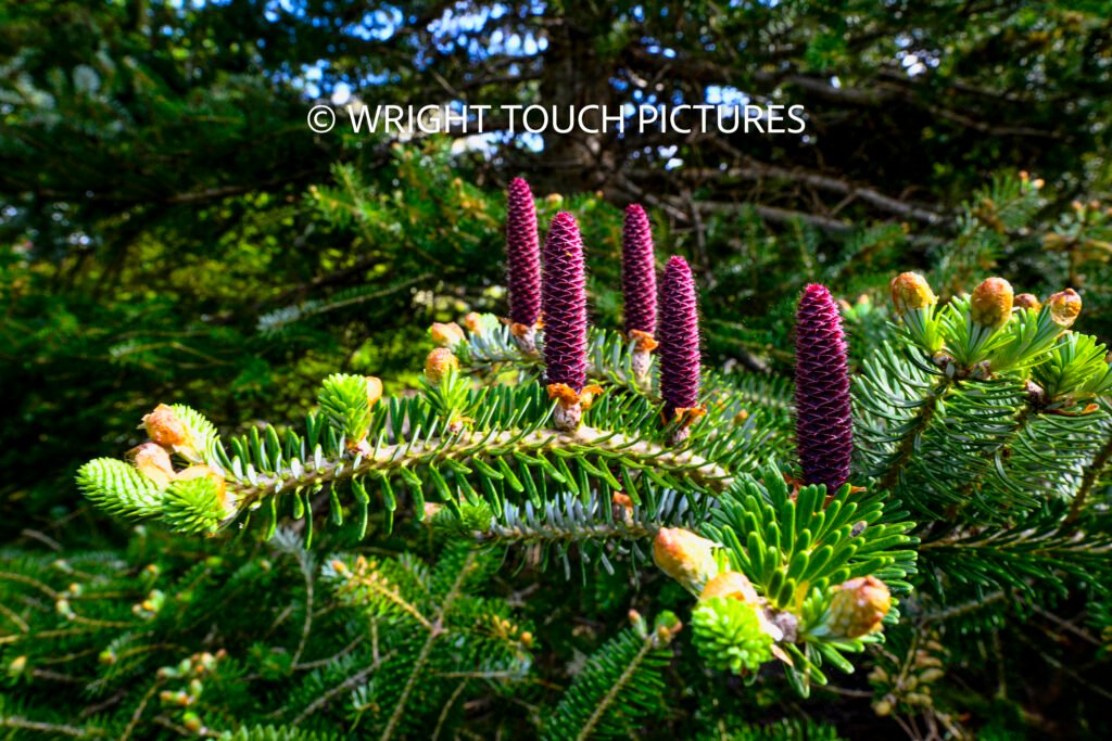 purple pine cones wm