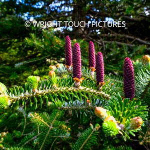 purple pine cones wm